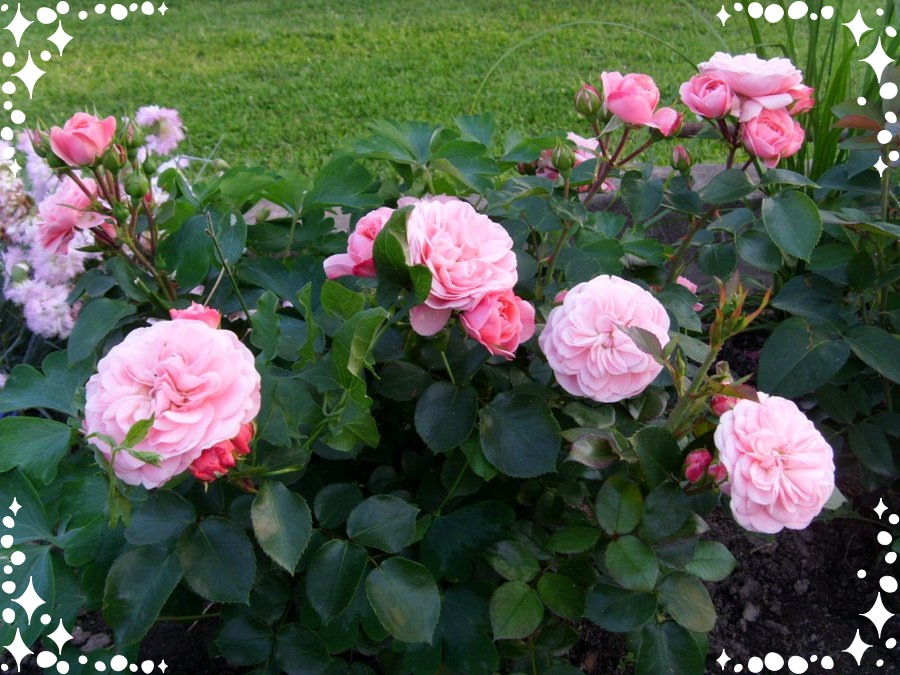 Bailando róża rabatowa